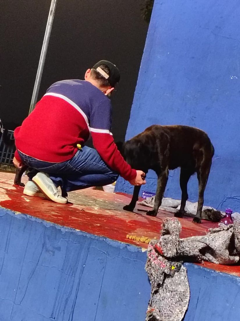 Voluntário alimentando cachorro na rua durante ação